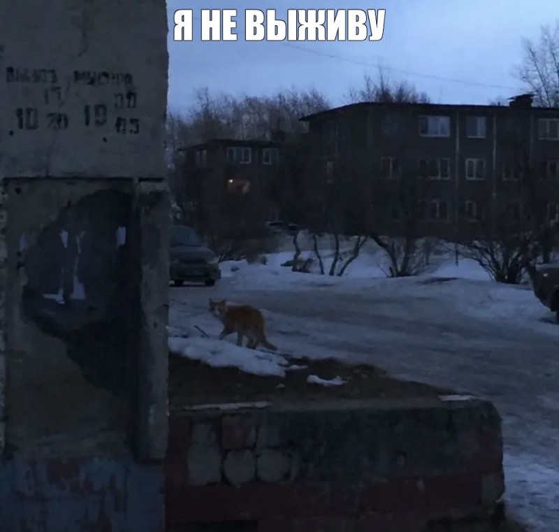 Create meme: Pripyat lis Semyon, cat , Pripyat exclusion zone animals