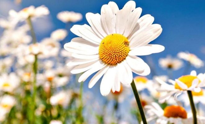 Create meme: white daisies, Daisy , a beautiful field of daisies