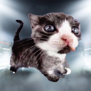 Create meme: Kote, funny cats, cat