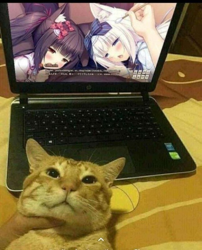 Create meme: cat , cat with laptop, cat at the computer