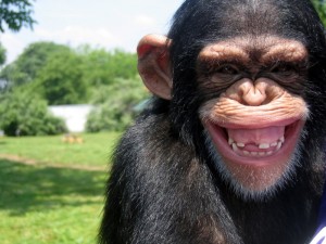 Create meme: the monkey is smiling, chimpanzees, funny monkey