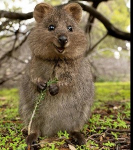 Create meme: kangaroo quokka, quokka an animal