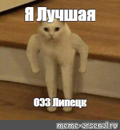 Картинка кот стоит мем