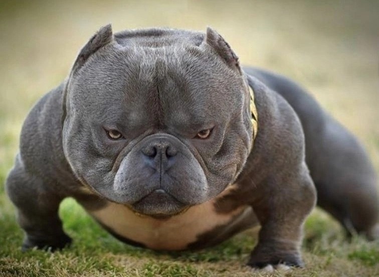 Create meme: american bully dog, Exotic bully, American bully