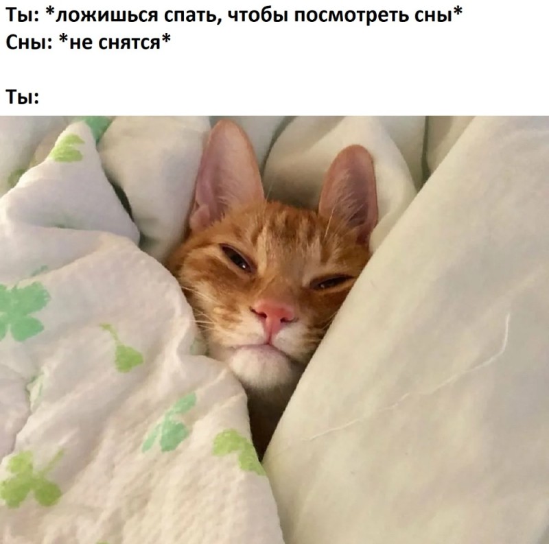 Create meme: the cat in the blanket, funny sleeping cat, cats under the blanket