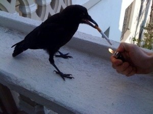 Create meme: bird, crow, the crow with the cigarette