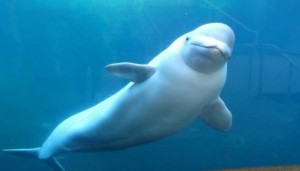 Create meme: whale in the Thames, Dolphin white whale, beluga whale