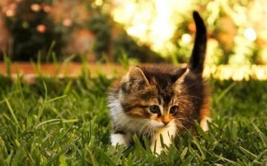 Create meme: kitten in the grass, cat in the grass