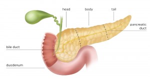 Создать мем: pankreas, поджелудочная железа, pancreatic head cancer