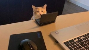 Создать мем: коты, кот с ноутбуком, котики