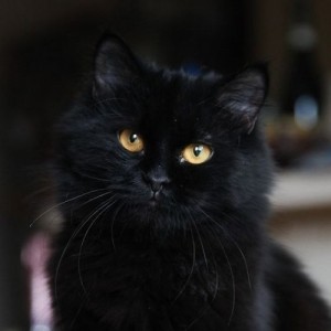 Создать мем: кошка, черные коты к несчастью, черная пушистая кошка порода