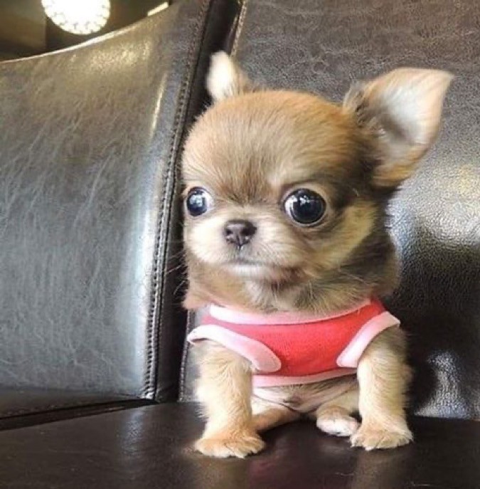 Create meme: chihuahua shorthair, Chihuahua cobby longhair, breed Chihuahua