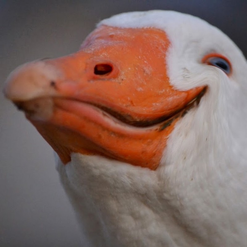 Create meme: goose , the cunning goose, dolan dark