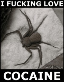 Создать мем: паук наркоман, spider, паук мем