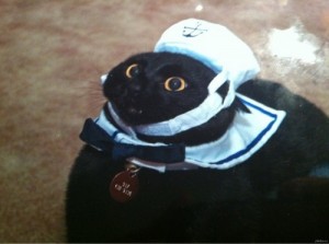 Создать мем: Кот моряк