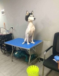 Create meme: husky, the owner, Husky