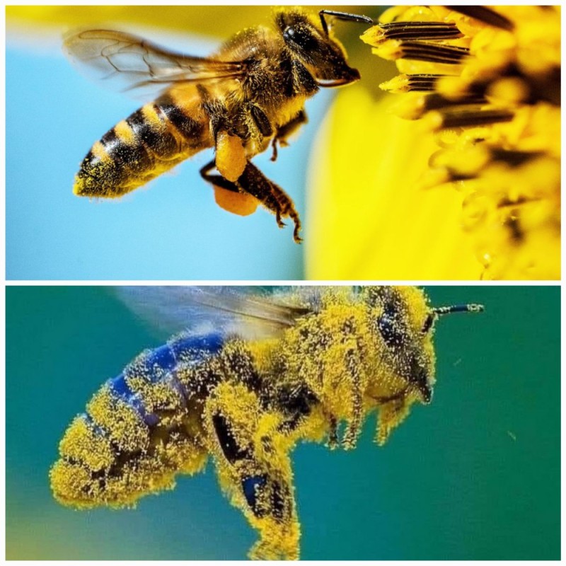 Создать мем: пчела дикая, ввс пчелы, шмель пчела