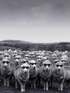 Создать мем: армия овец, стадо овец в масках, 453×640