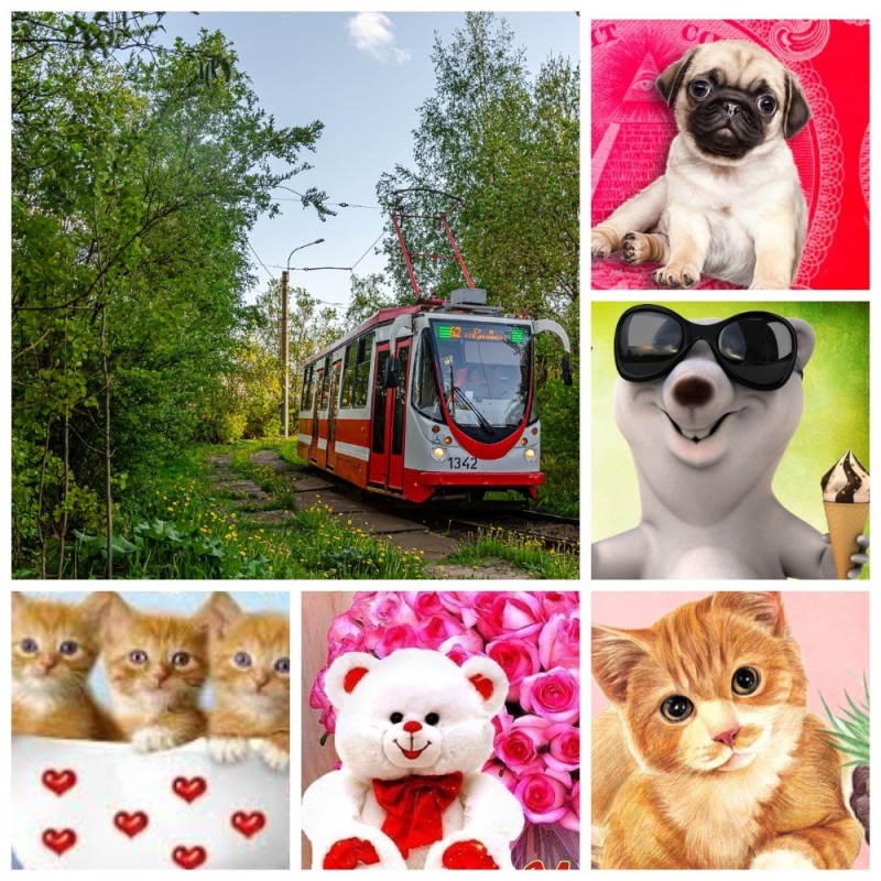 Создать мем: милые животные, трамвайный парк no 1, трамвайный парк