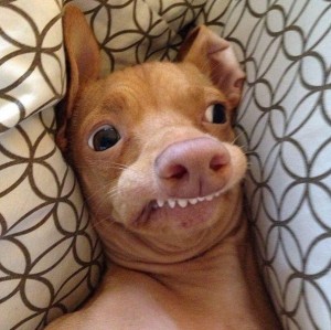 Create meme: rich dog, a cross between Chihuahua and Dachshund, face awake