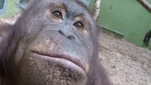 Create meme: makes a selfie, zoo, zoo