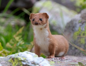 Создать мем: ласка горностай, обыкновенная ласка, ласка обыкновенная (mustela nivalis)