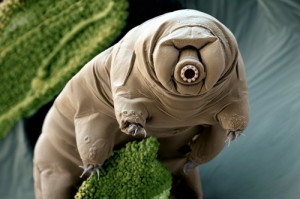 Создать мем: water bear, животные, animal