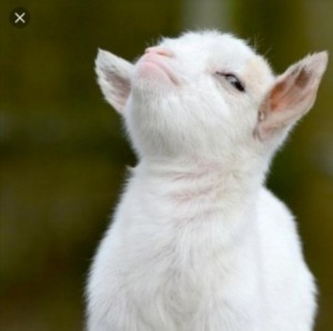 Create meme: goat meme, the proud goat, the proud goat