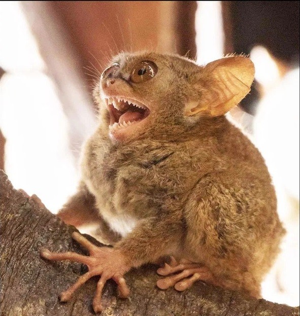 Create meme: Sumatran tarsier, tarsier , lemur tarsier