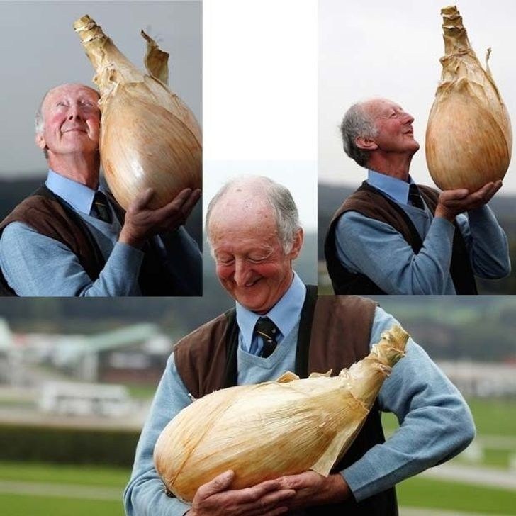 Create meme: the largest bow in the world, onion , healthy onion