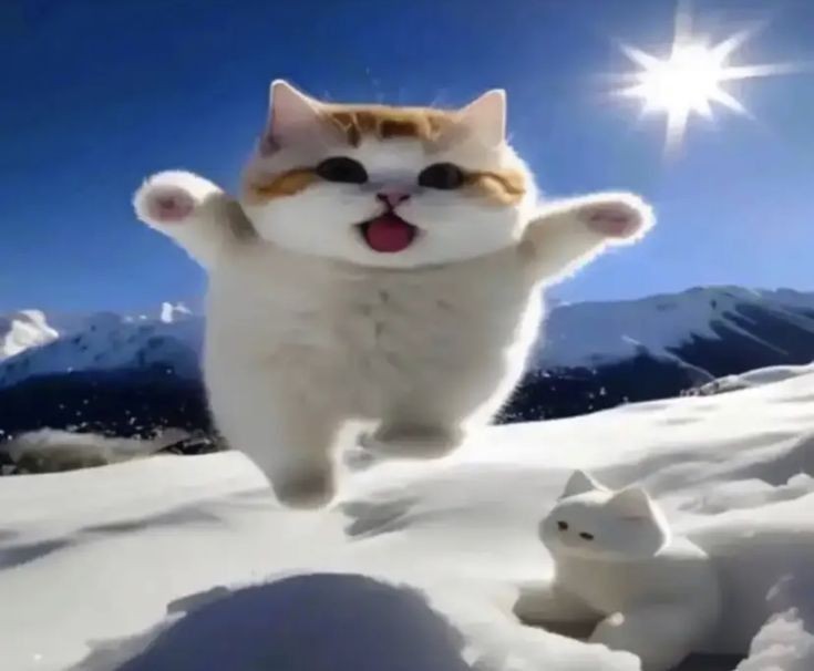 Создать мем: кот, снежный котик, котики