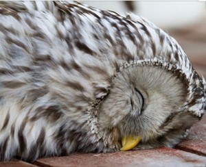 Create meme: suburban owl owl, a barred owl, sleeping owl