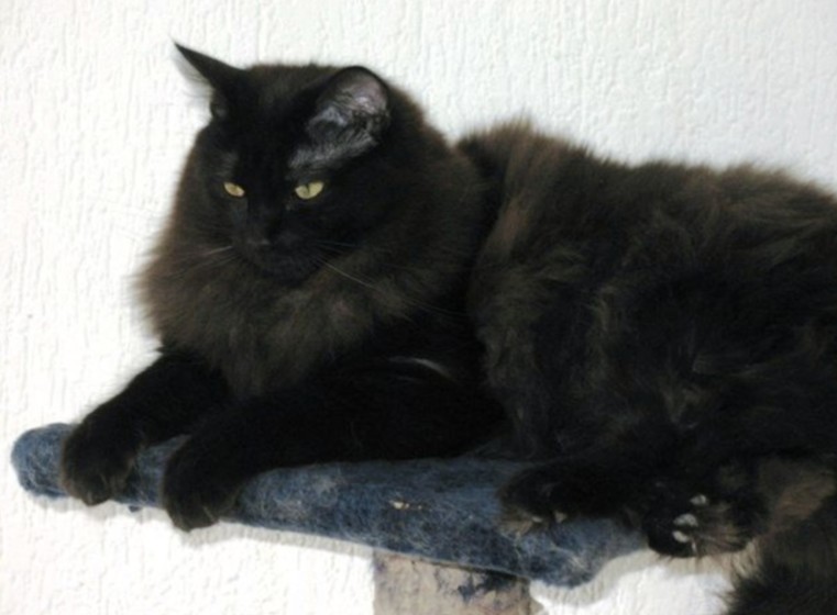 Create meme: ragdoll black, black fluffy cat, cat Maine Coon