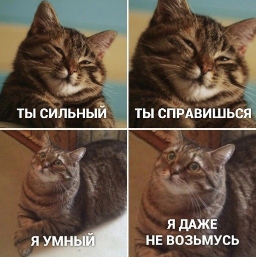 Создать мем: мемы с котами, кошка, кот