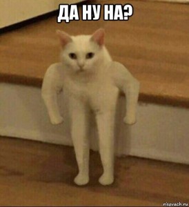 Create meme: Polyot, meme Polyot original, meme cat idiot