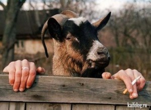Create meme: goat, Behind the fence the hell is sweeter