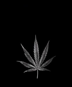 Создать мем: лист марихуаны, марихуана, листья каннабиса