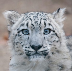Create meme: leopard animal, snow leopard, snow leopard animal