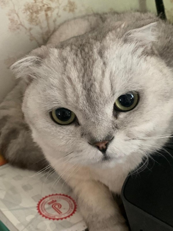 Create meme: scottish fold chinchilla, Scottish fold straight, Scottish fold cat