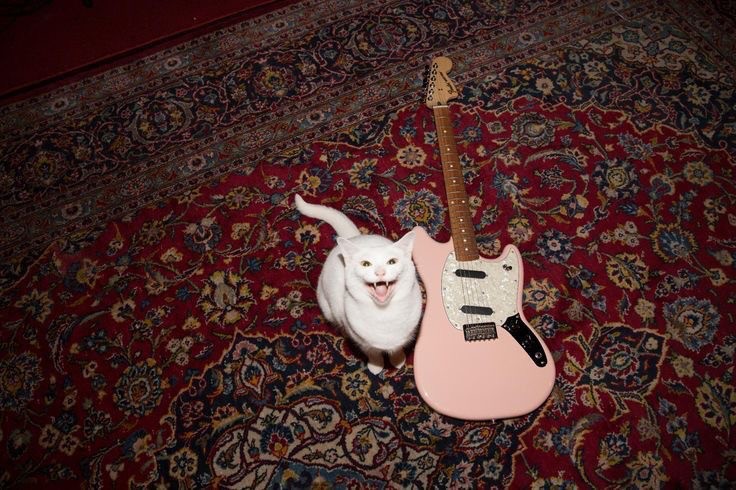 Create meme: cat , cat with electric guitar, a cat with a guitar