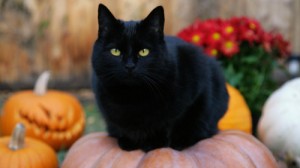 Создать мем: halloween, загадочные кошки, хэллоуинский кот