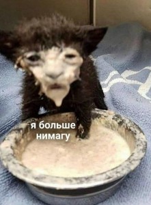 Создать мем: смешные кошки, животные, животные смешные