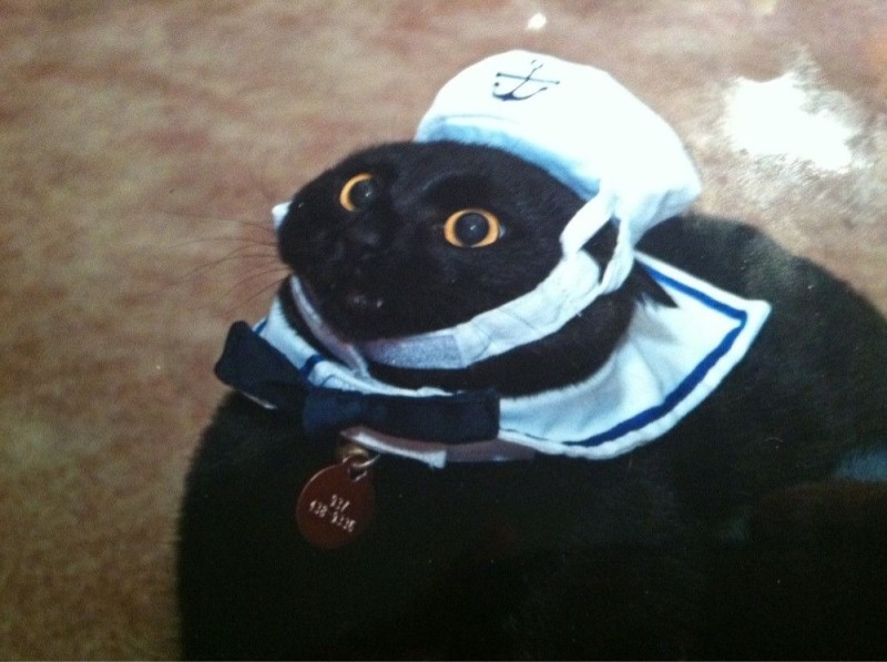 Создать мем: так точно капитан кот, кот моряк, ваша лодка готова капитан