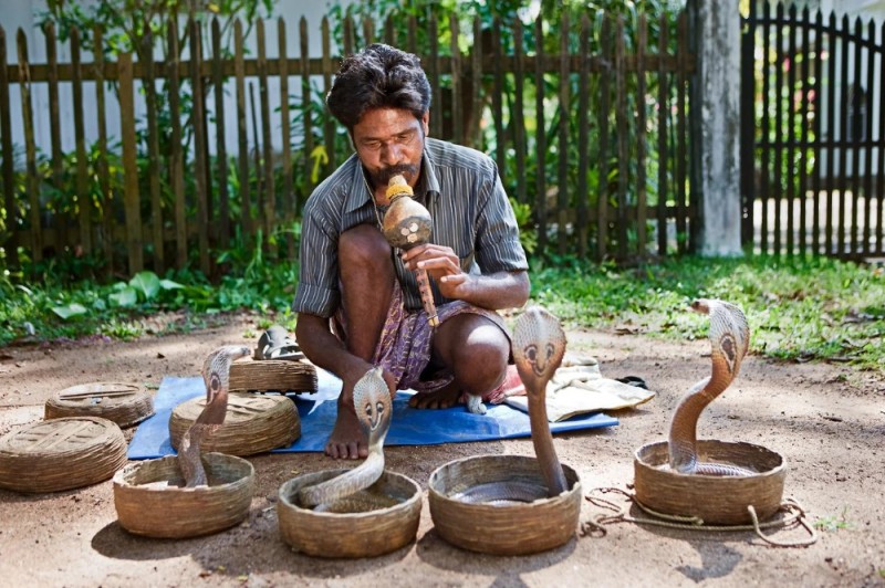 Create meme: The Snake Charmer's tool, snake charmers in India, The Cobra and the Snake Charmer