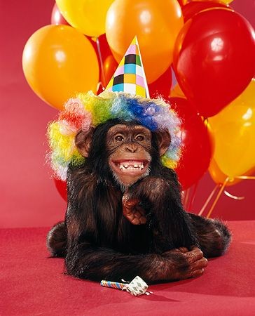 Create meme: happy birthday monkey, happy birthday chimpanzee, funny monkey 