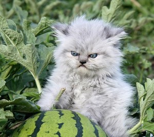 Create meme: kitten and a watermelon, cat with watermelon, evil cat
