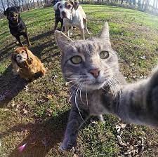 Create meme: cat Manny, selfie cat, cat selfie with dogs