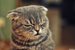 Create meme: animals cats, unhappy cats, cat