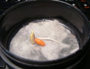 Create meme: Small object, slow cooker