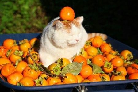 Создать мем: апельсиновый кот, кот с мандаринами, мандариновая кошка